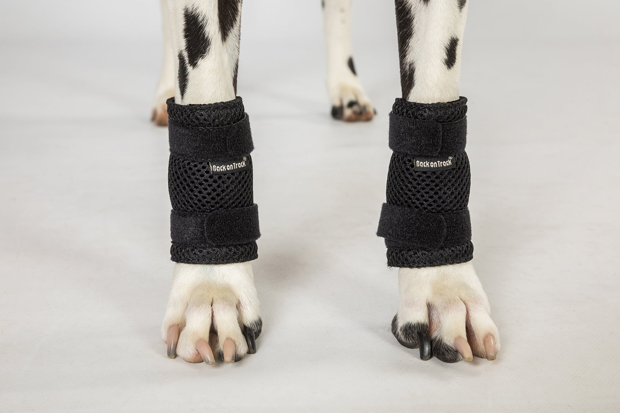 Back on Track Milo Dog Wrist Brace for front leg support, aiding mobility, recovery, and joint stability