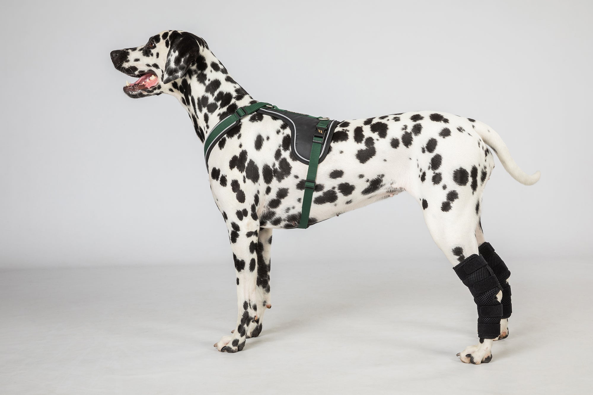Back on Track Dixie Dog Hock Brace for joint support and stability, designed for comfort and mobility aid