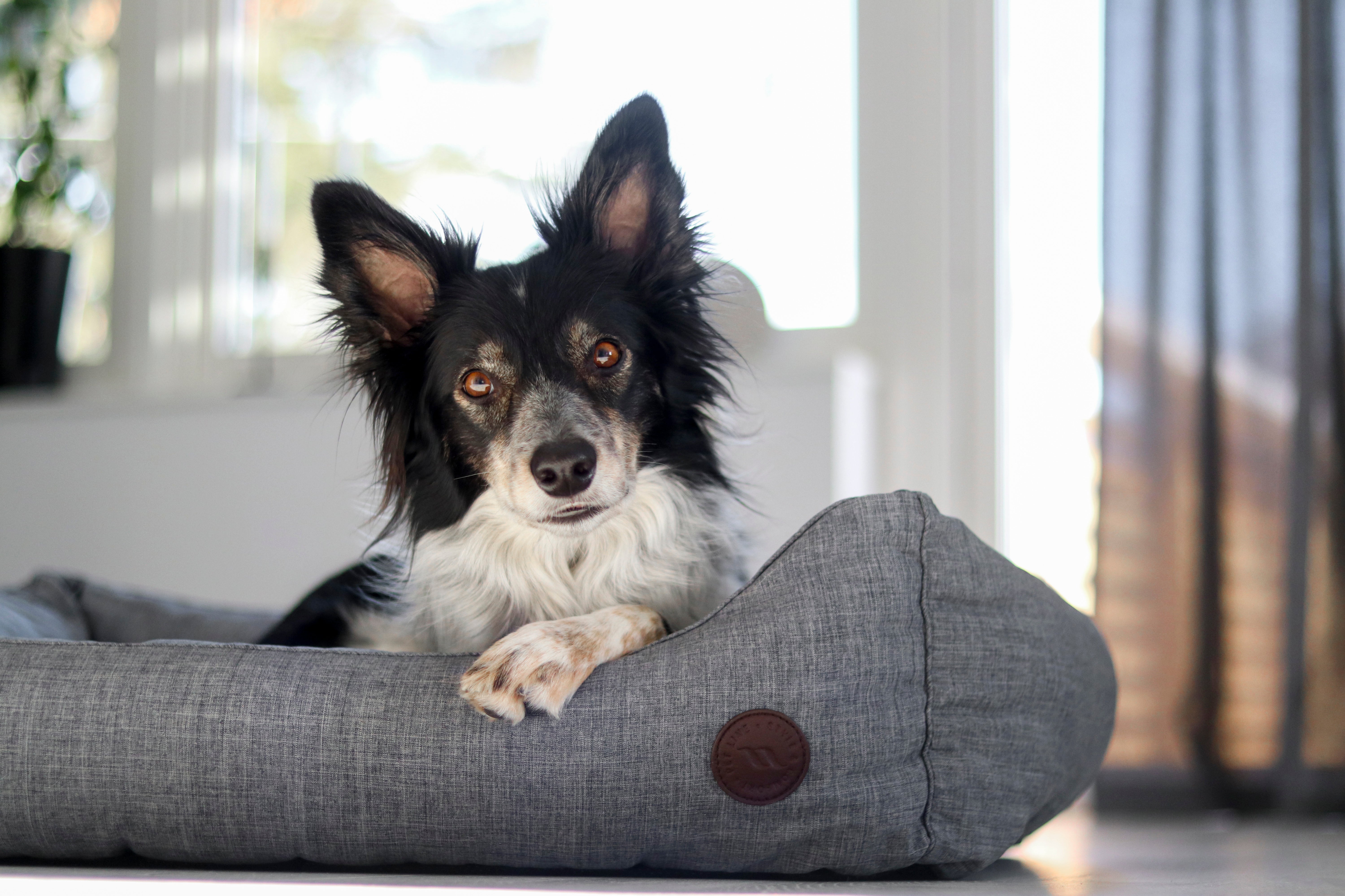 Rocky Dog Bed with soft padding, durable outer fabric, and Welltex® lining for comfort, support, and recovery
