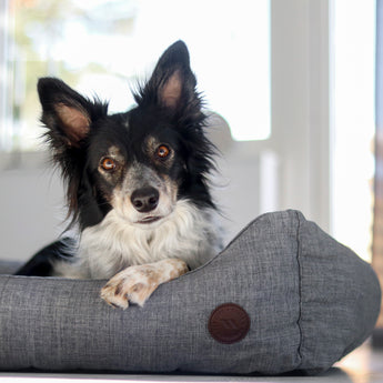 Rocky Dog Bed with soft padding, durable outer fabric, and Welltex® lining for comfort, support, and recovery