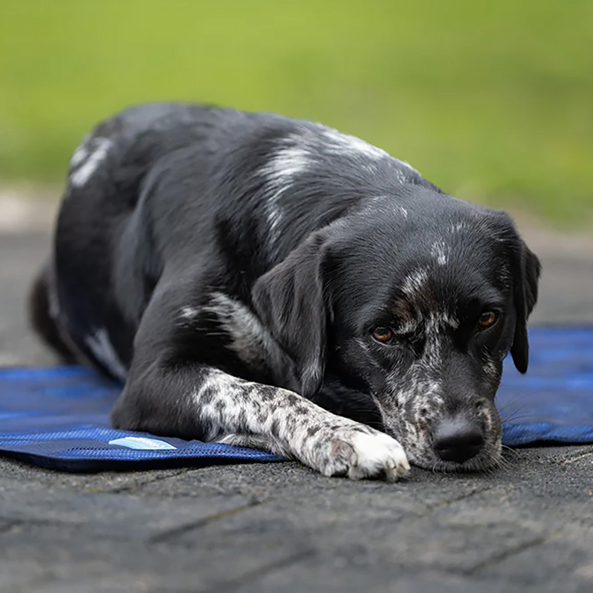 Back on Track Cool on Track Towel, versatile cooling towel for people, pets, and horses, ideal for heat relief and comfort