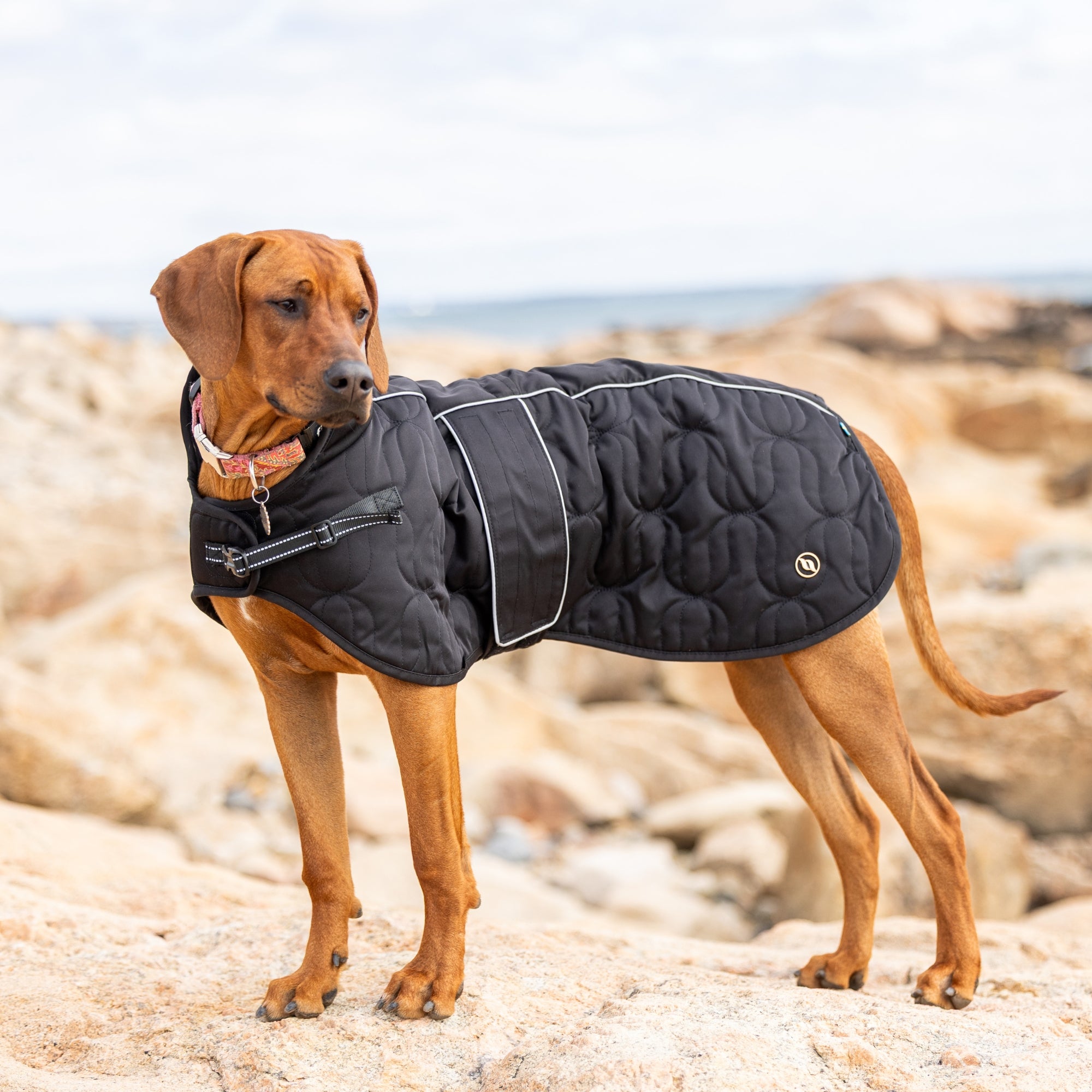 Back on Track Deep Nights dog coat with thermal fleece lining, water-resistant shell, and infrared fabric for warmth