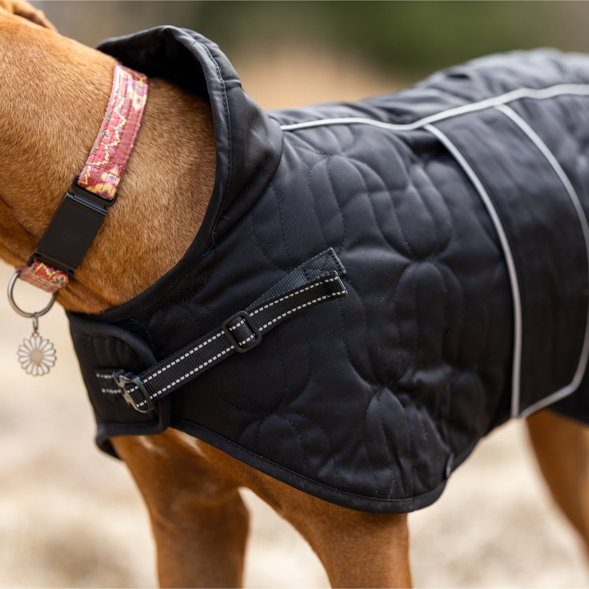 Back on Track Deep Nights dog coat with thermal fleece lining, water-resistant shell, and infrared fabric for warmth