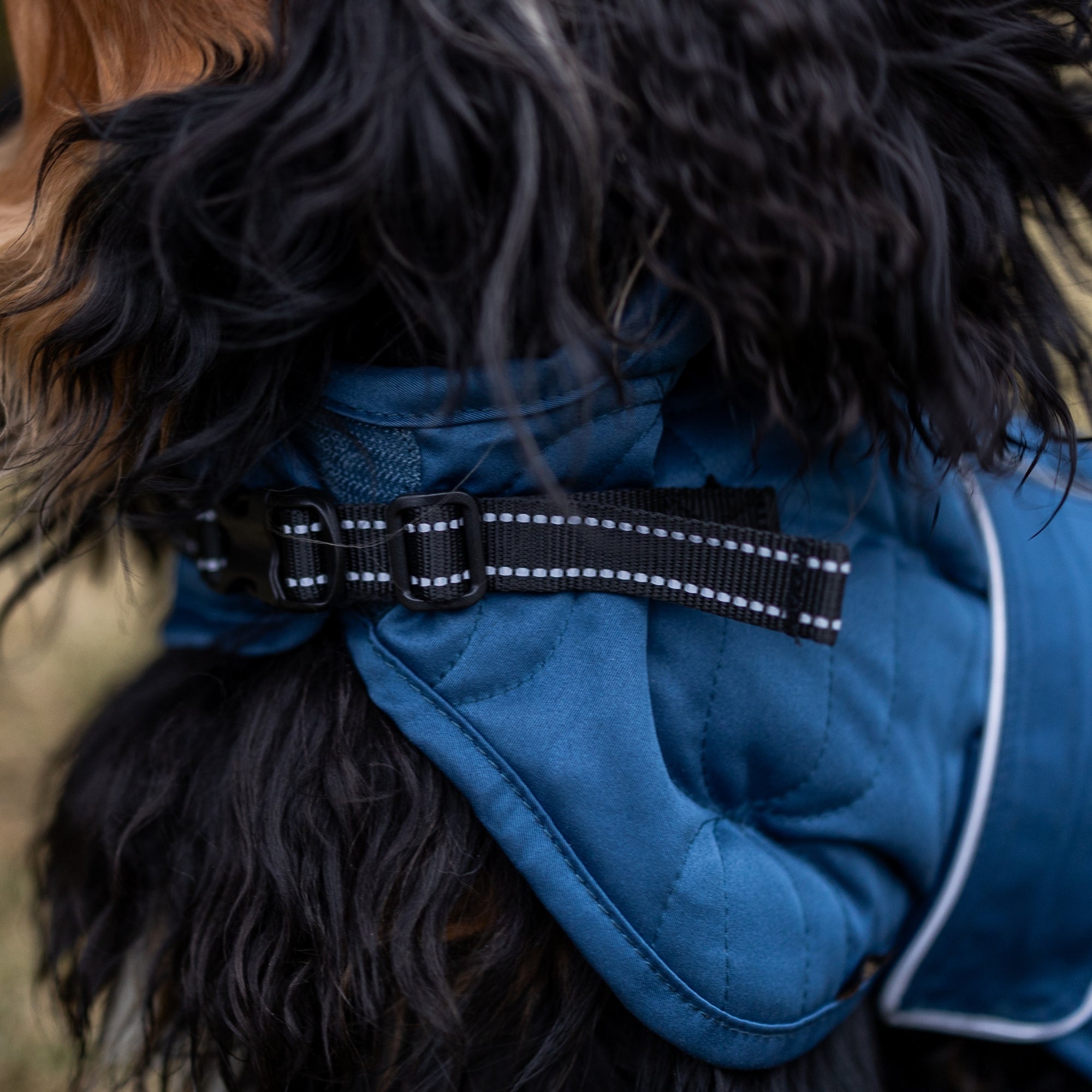 Back on Track Deep Nights dog coat with thermal fleece lining, water-resistant shell, and infrared fabric for warmth