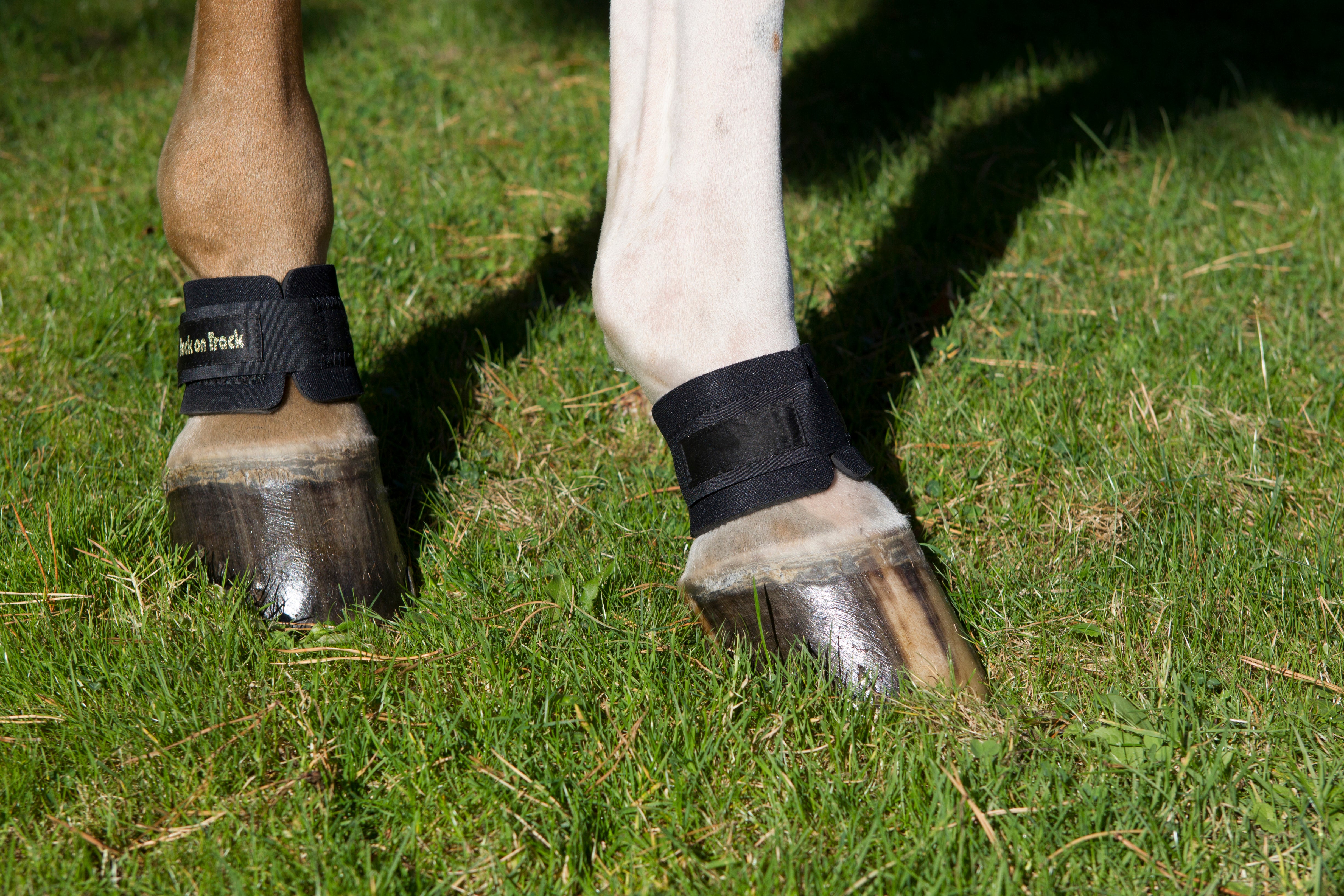 Back on Track pastern and fetlock bands for horses, supports joint health and circulation