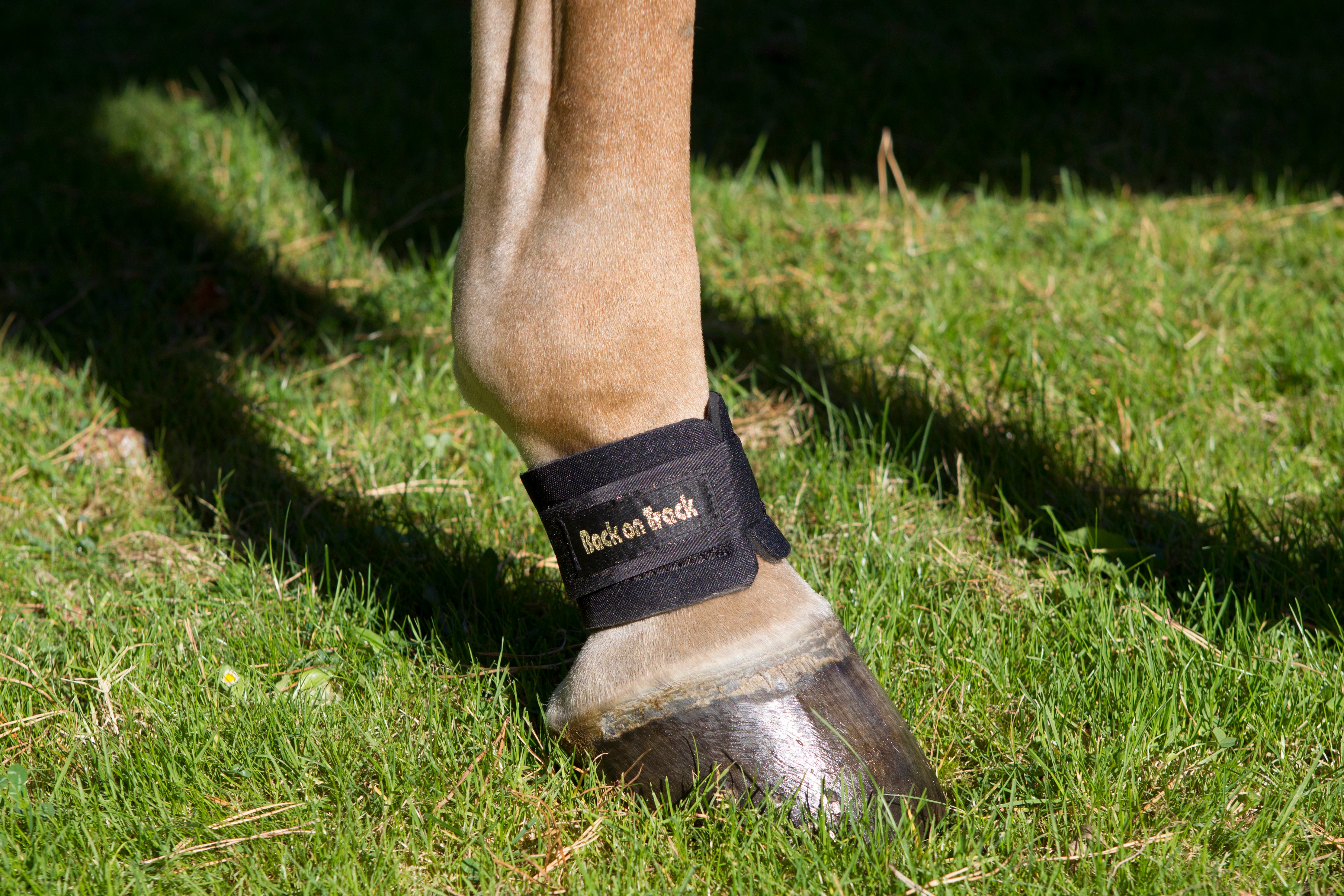 Back on Track pastern and fetlock bands for horses, supports joint health and circulation