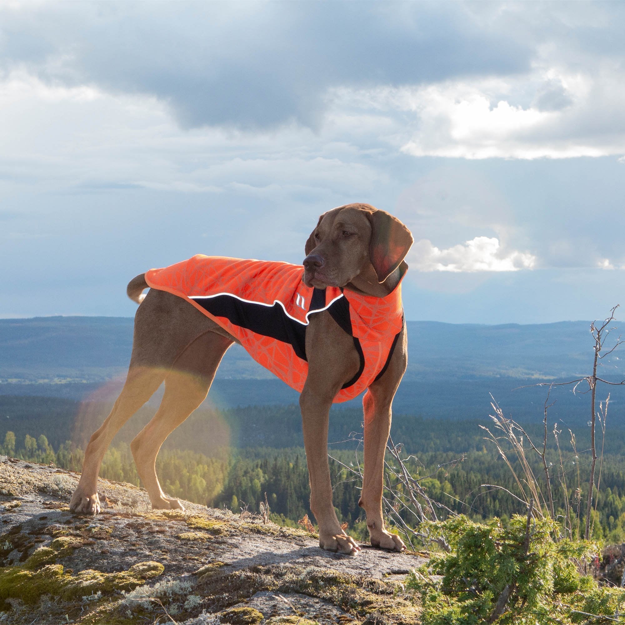 Eddie Reflective Dog Jumper in bright orange with high-visibility strips and Welltex® for safety and comfort