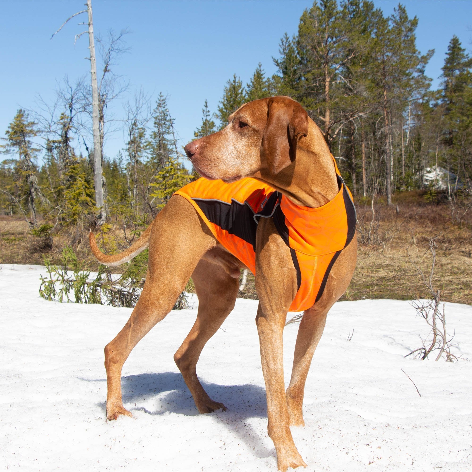 Eddie Reflective Dog Jumper in bright orange with high-visibility strips and Welltex® for safety and comfort