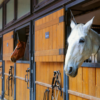 stable horses