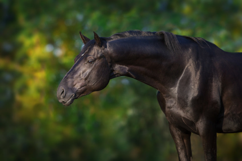 horse leg protection