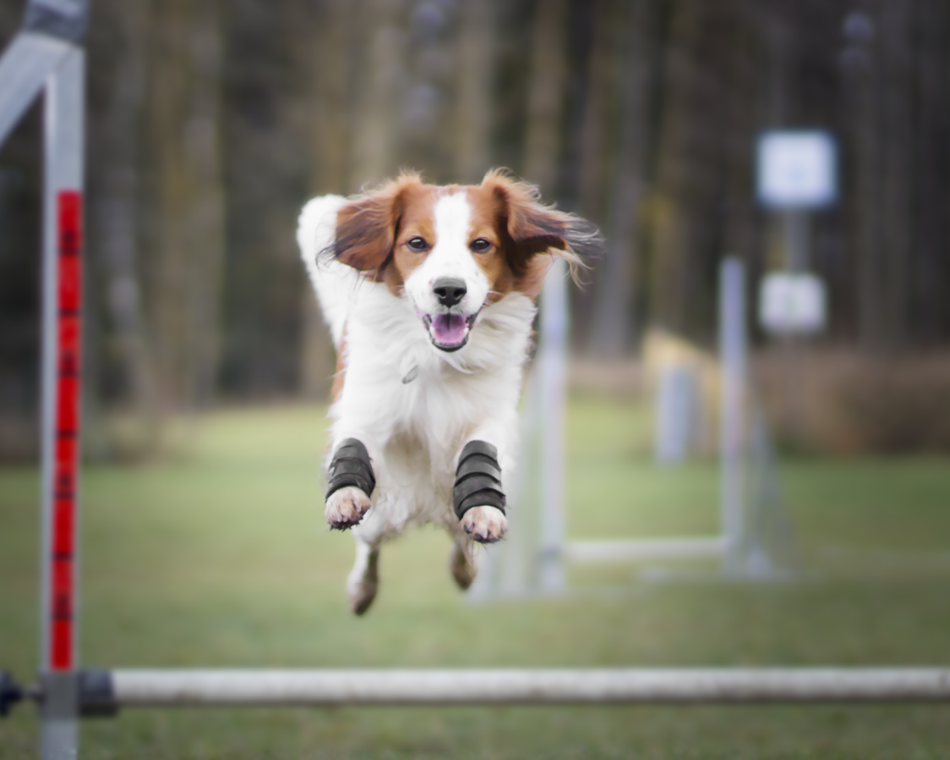 How Braces for Arthritis Can Help your Dog