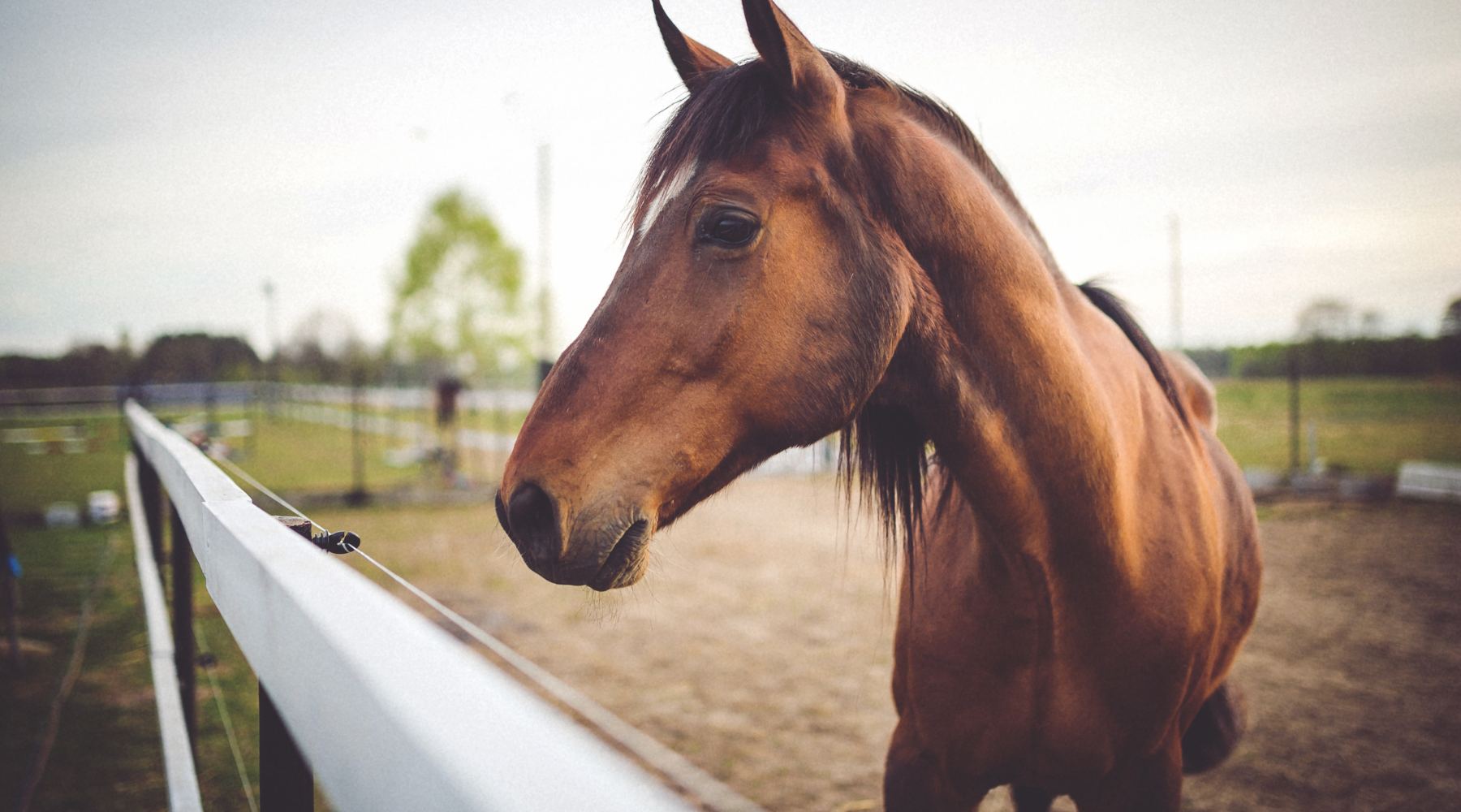 Naughty Or Struggling? 5 Symptoms of Anxiety and Insecurity in Horses