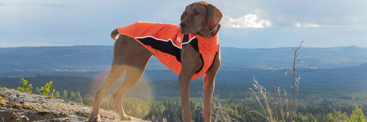 The Ultimate Guide to Hiking with Your Dog