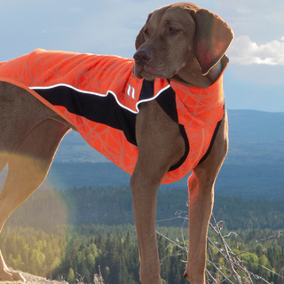 The Ultimate Guide to Hiking with Your Dog