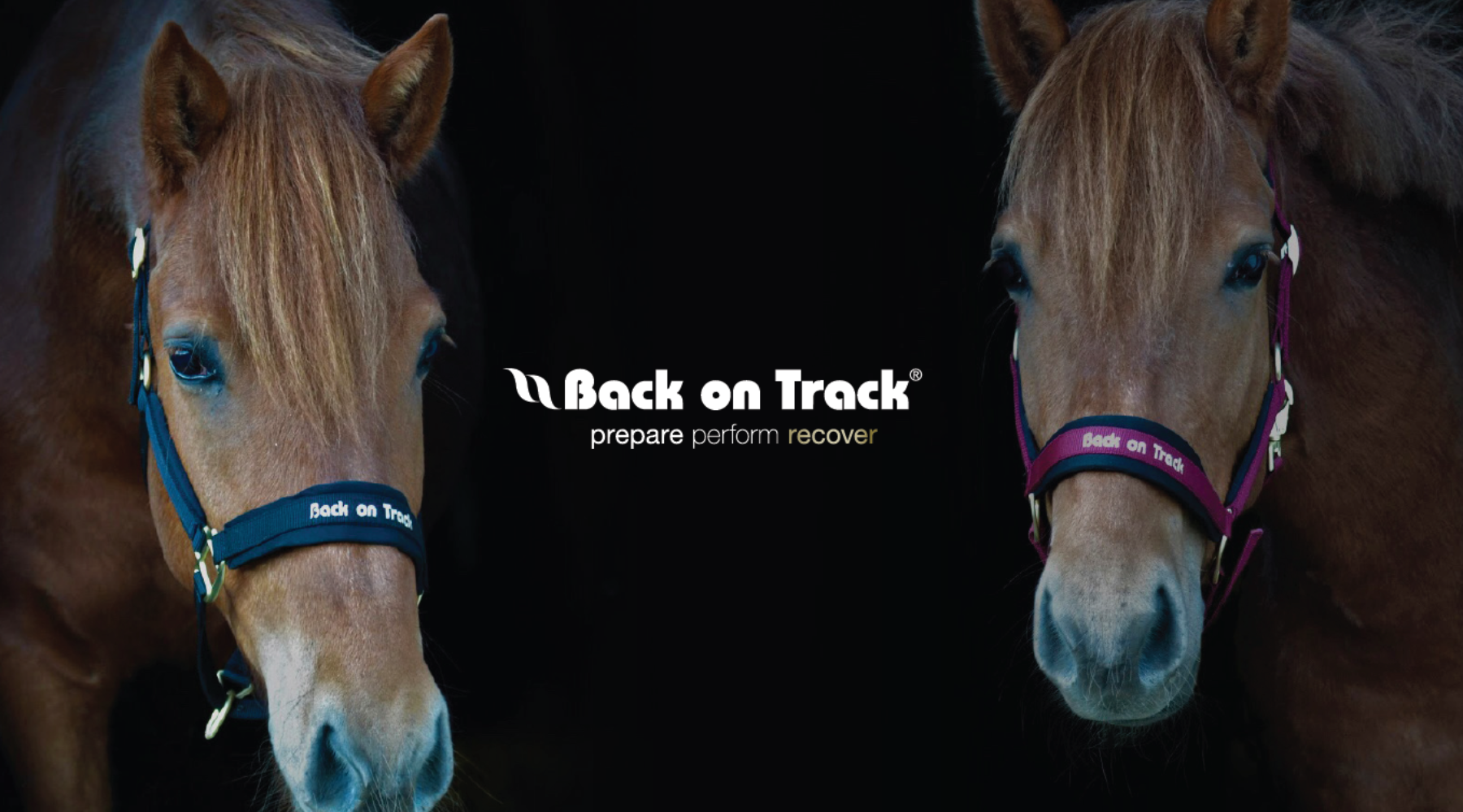 Benefits of Equine-Assisted Therapy for Veterans