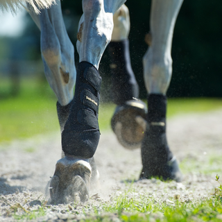 Fall Hoof Care Tips: Common Hoof Problems and Supporting Healthy Hooves