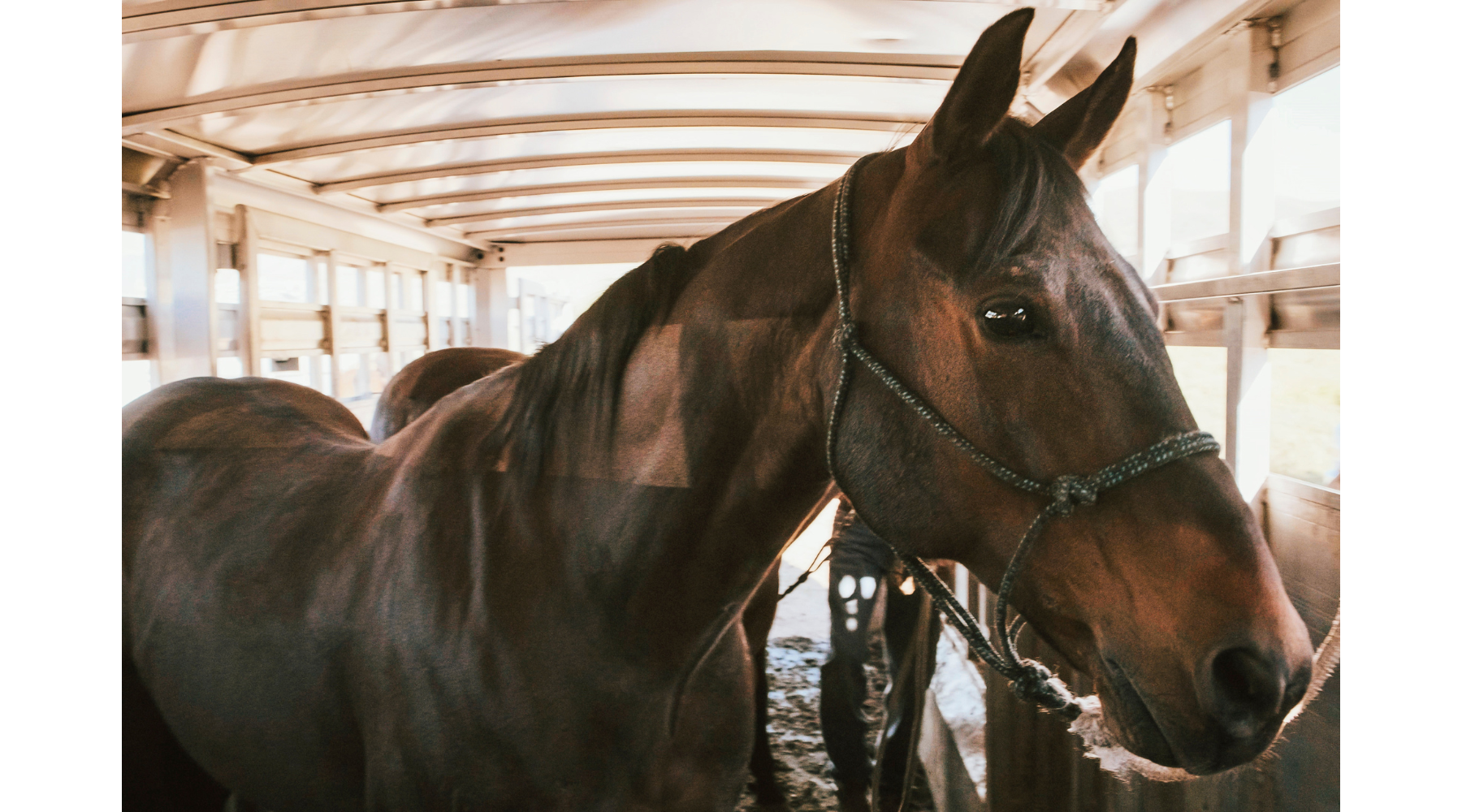 Trailering Your Horse Safely: Essential Tips for Stress-Free Travel