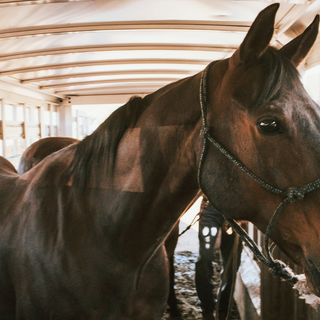 Trailering Your Horse Safely: Essential Tips for Stress-Free Travel