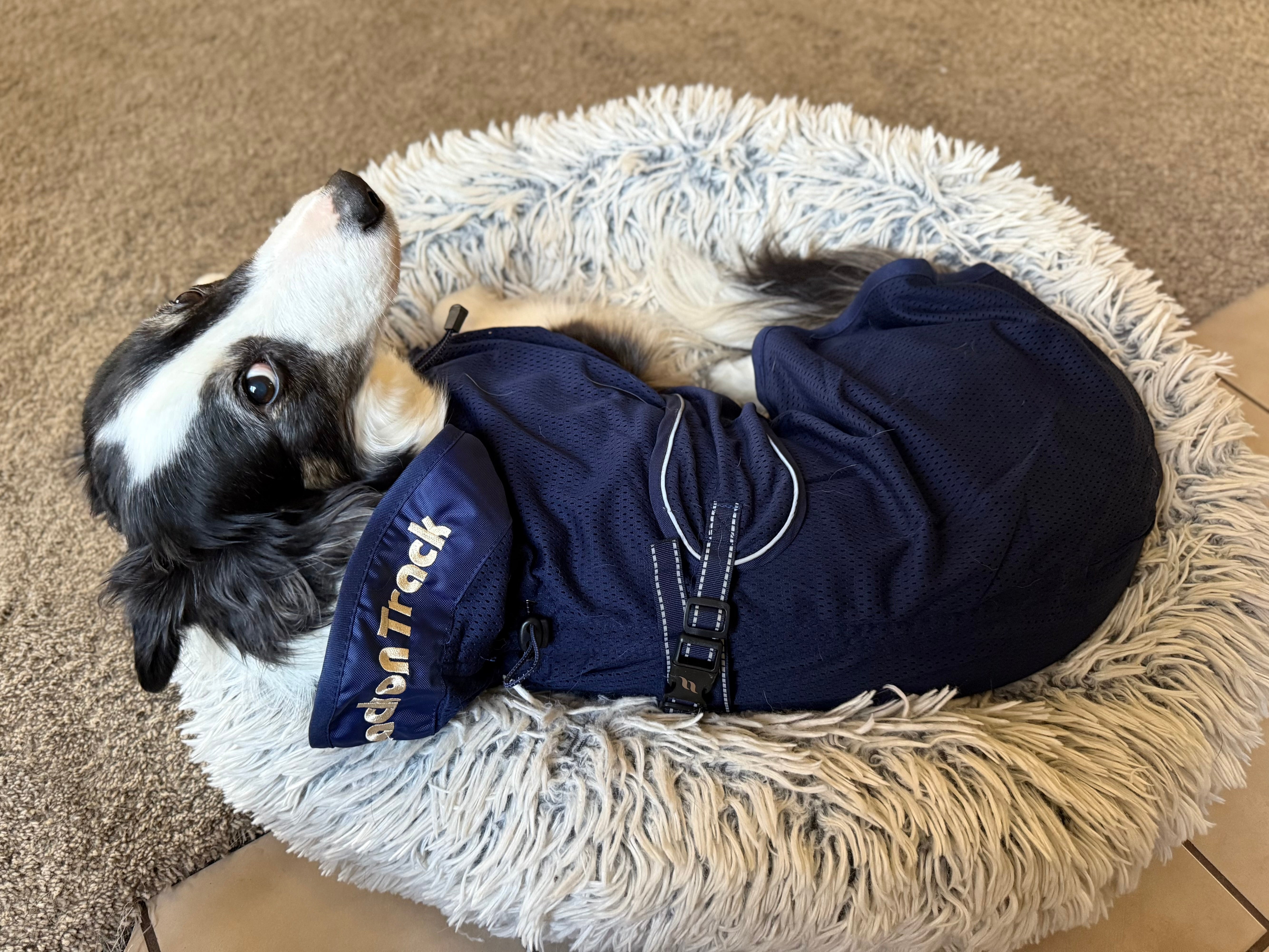 Dog Coat Fitting Tips with Holly Sikora