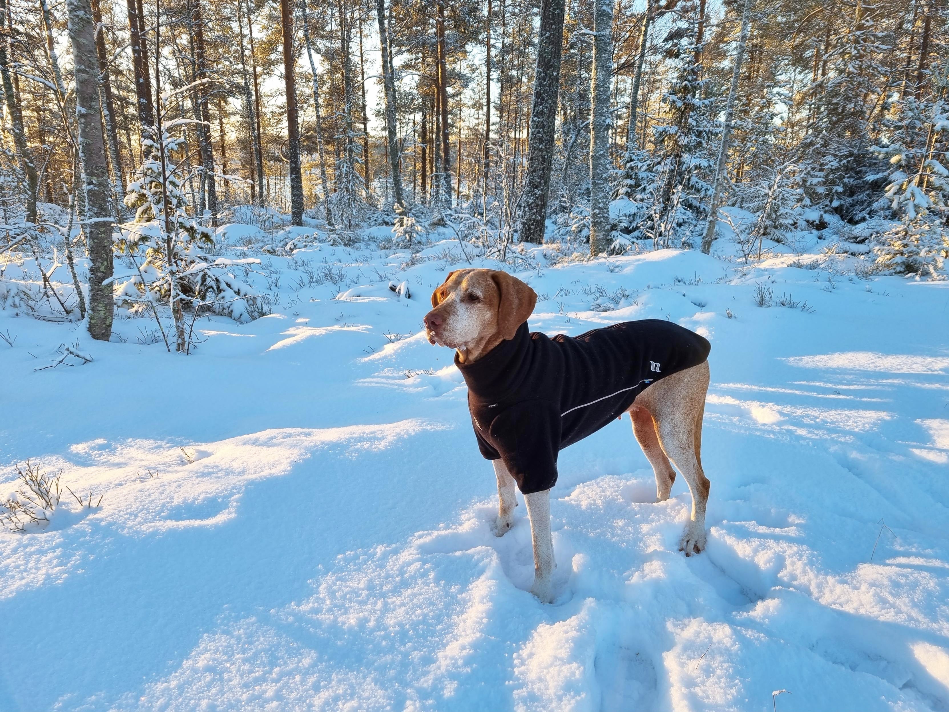 Which Dog Breeds Need Coats in the Winter?