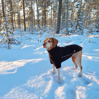 Which Dog Breeds Need Coats in the Winter?