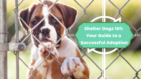 Adopting a best sale dog 101