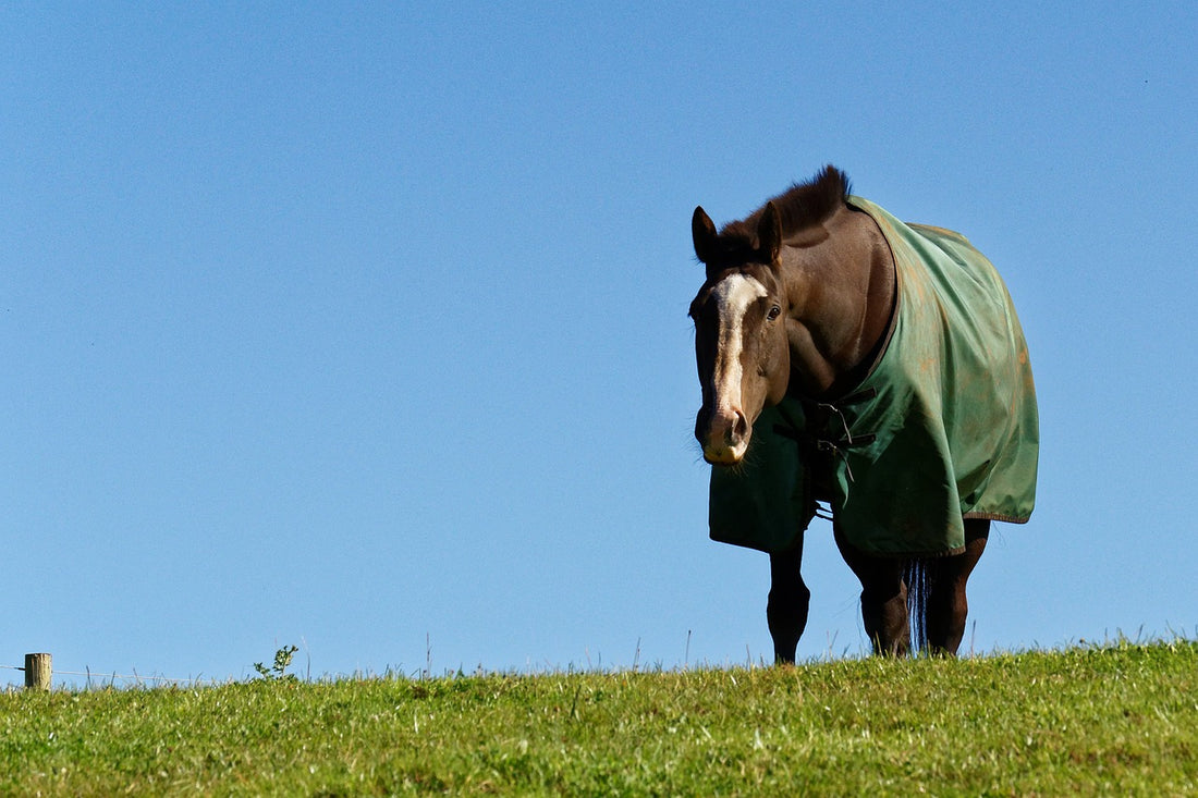 fleece blankets for horses
