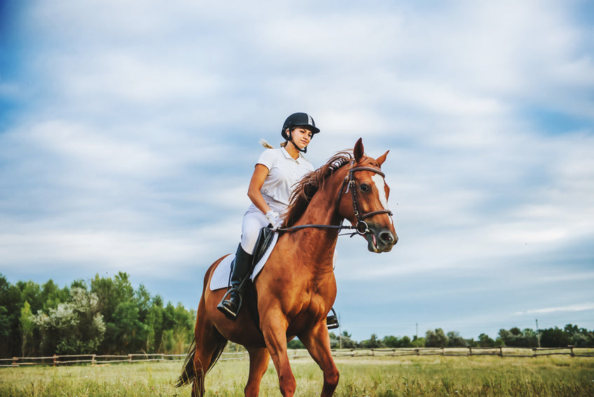 horse leg brace