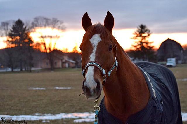 horse equipment