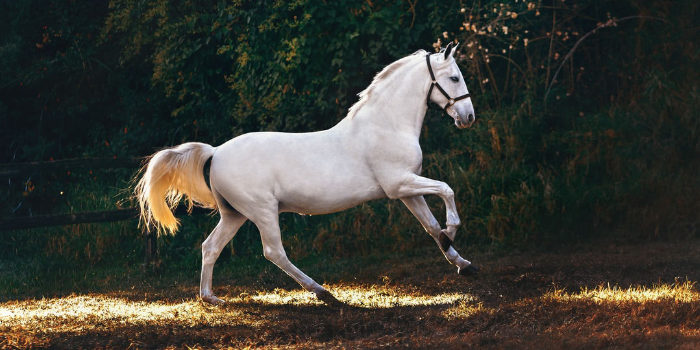3 products that will help you care for your horse