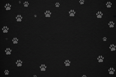 Back on Track | Pet