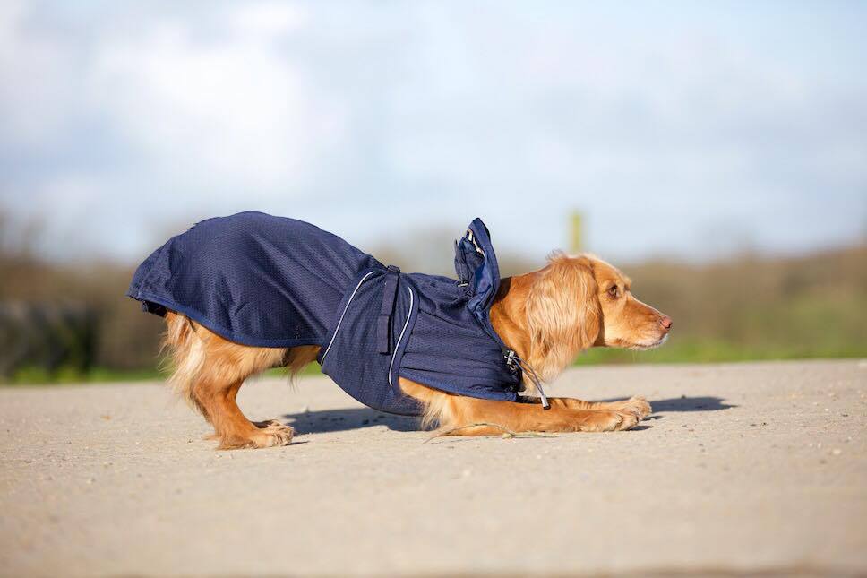 Mesh Dog Coat Back on Track USA Back on Track USA